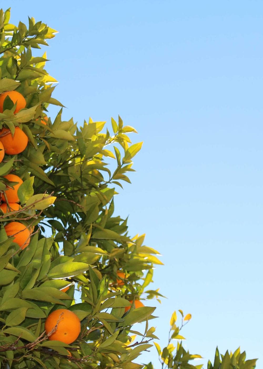 Sample Gallery 15 – image 5