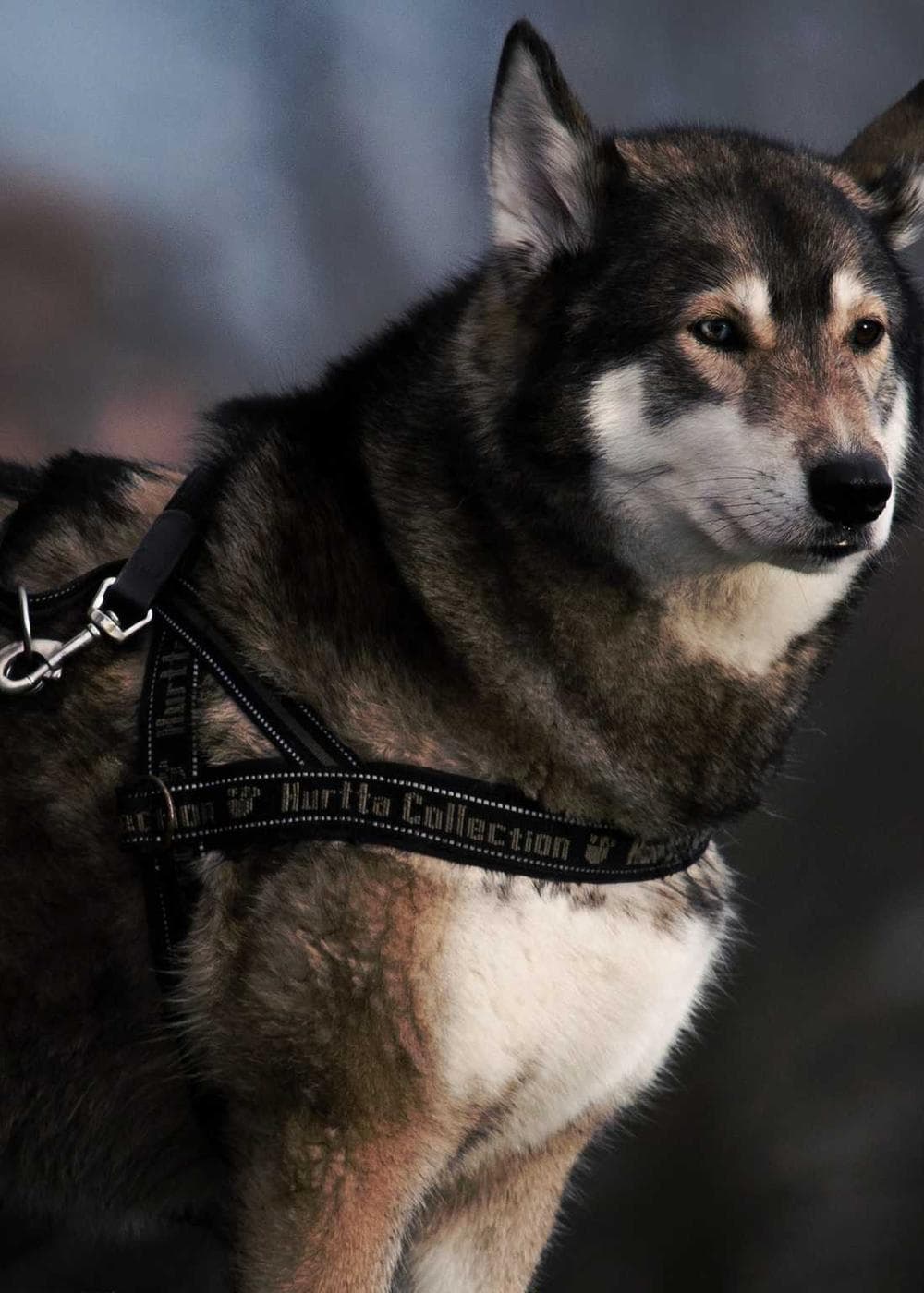 Sample Gallery 19 – image 1