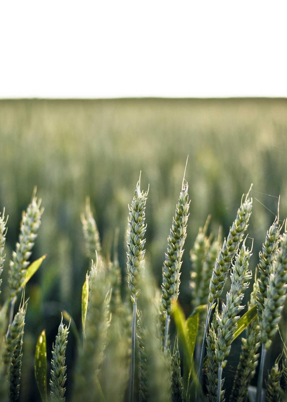 Sample Gallery 2 – image 1