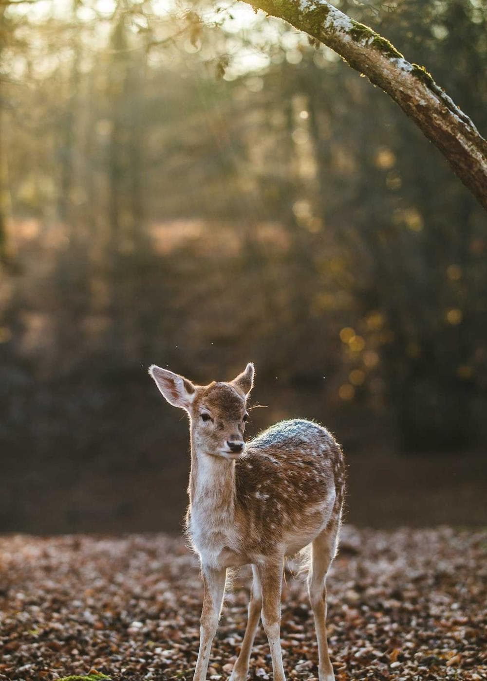 Sample Gallery 4 – image 1