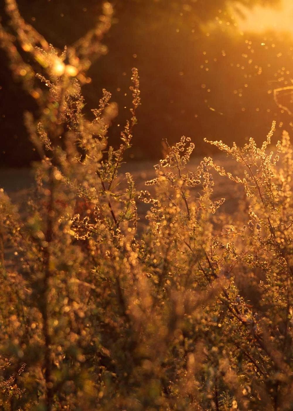 Sample Gallery 4 – image 5