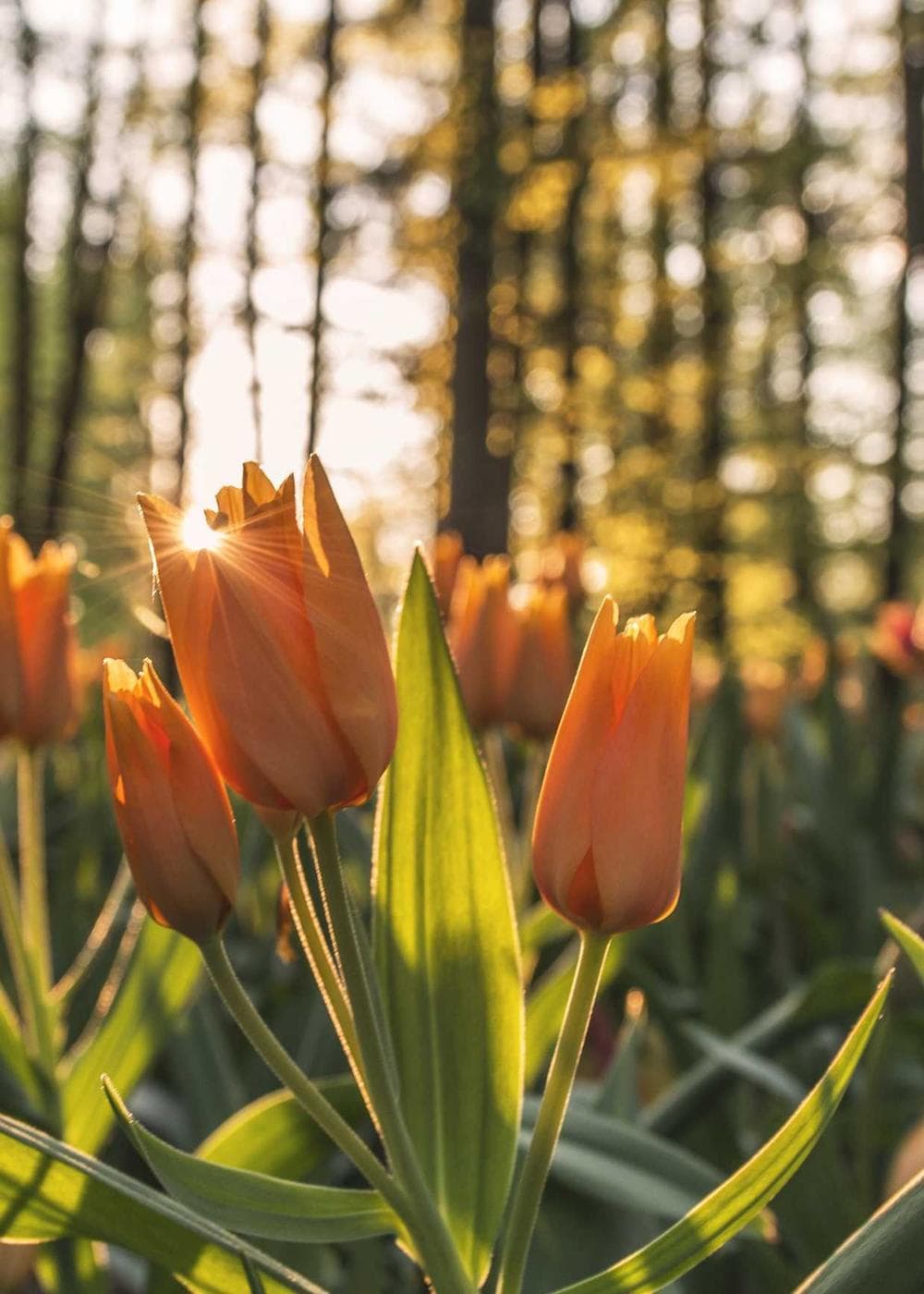 Sample Gallery 8 – image 1