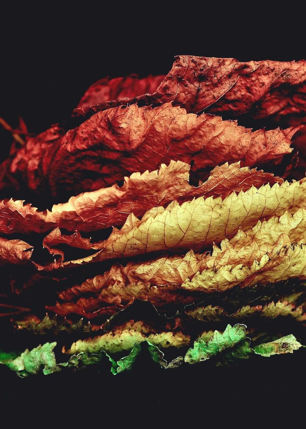 Sample Gallery 9 – image 4