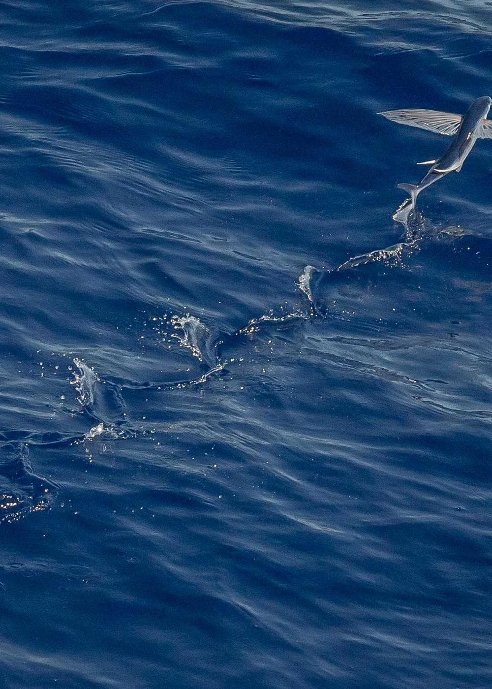 Sample Gallery 9 – image 6